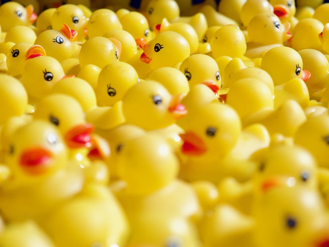 A crowd of yellow rubber ducks packed tightly together